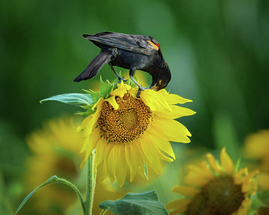 Sunflower Feast - Red-winged Blackbird Photograph by Nikolyn McDonald