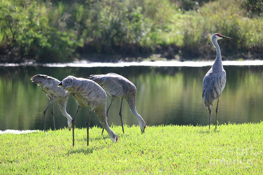 Feeding Sandhill Cranes with Lookout Photograph by Carol Groenen