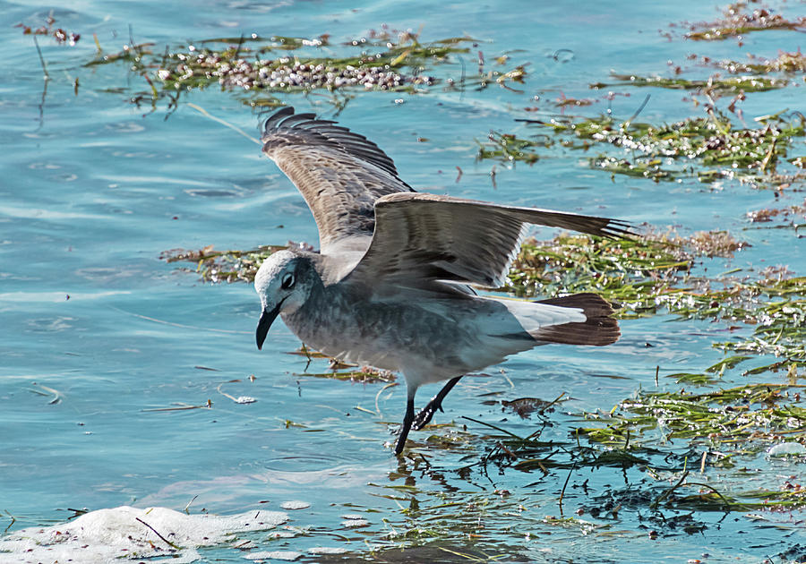 Feeding Seagull Photograph by Bob Slitzan
