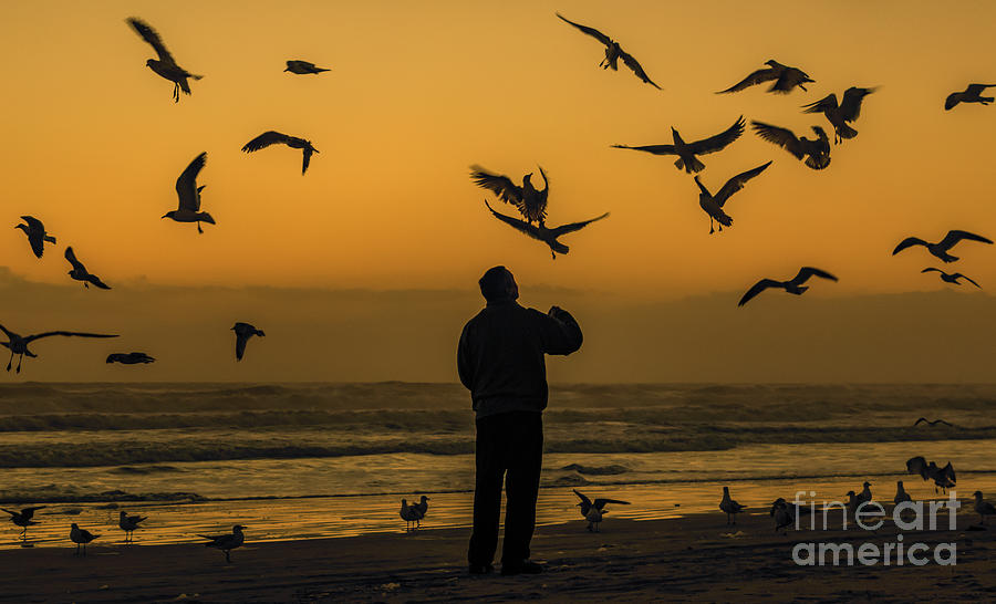 Sunrise Photograph - Feeding Seagulls Silhouette by Edie Ann Mendenhall