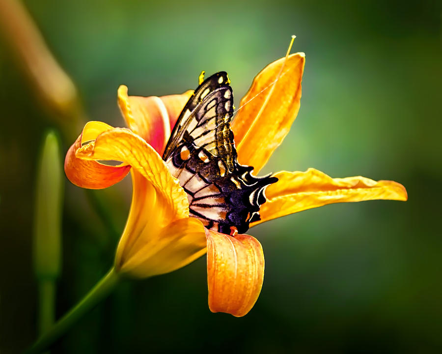 Feeding Swallowtail Photograph by Carolyn Derstine