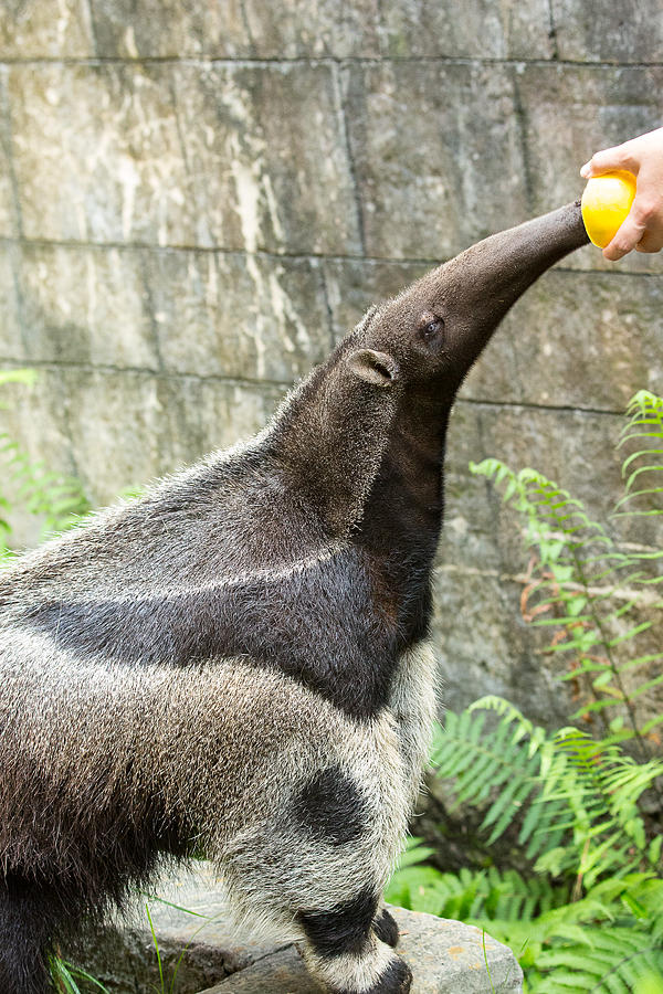 Feeding the Anteater Photograph by Allan Morrison