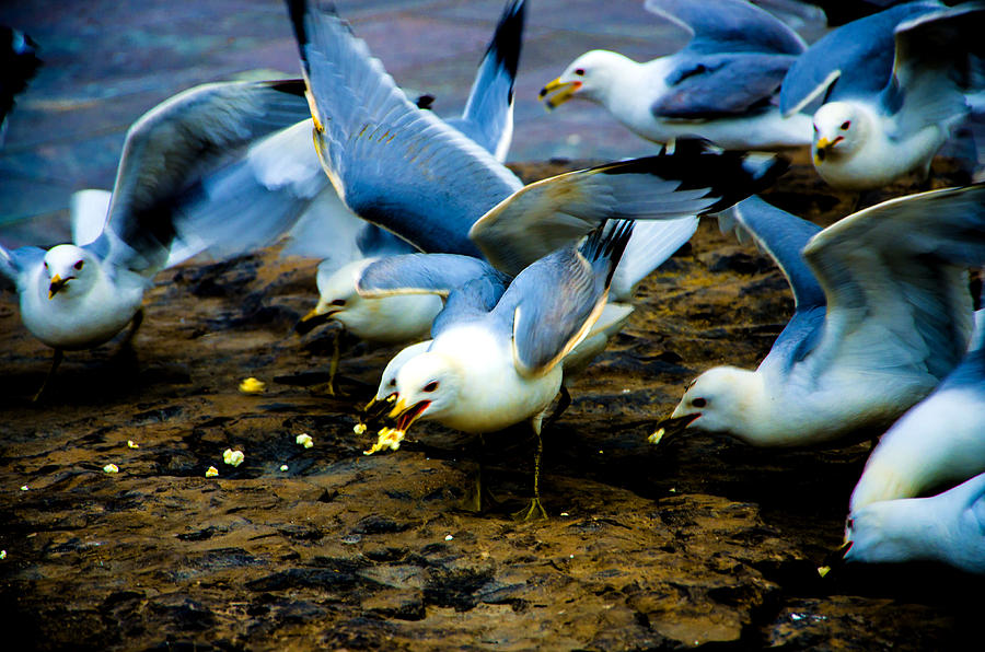 Feeding the Birds 1 Photograph by Harsh Malik