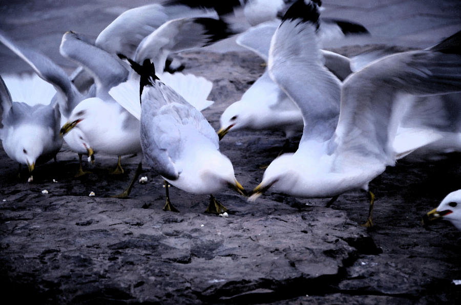 Feeding the Doves Photograph by Harsh Malik