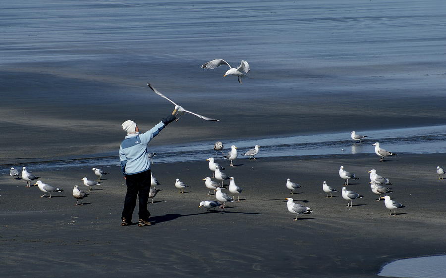 Feeding the Gulls Photograph by Lois Lepisto