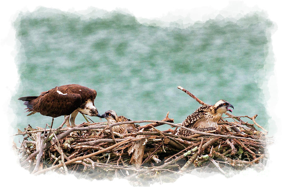 Osprey Photograph - Feeding the little ones by Dan Friend