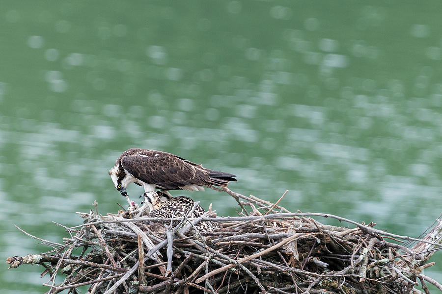 Feeding the young osprey Photograph by Dan Friend