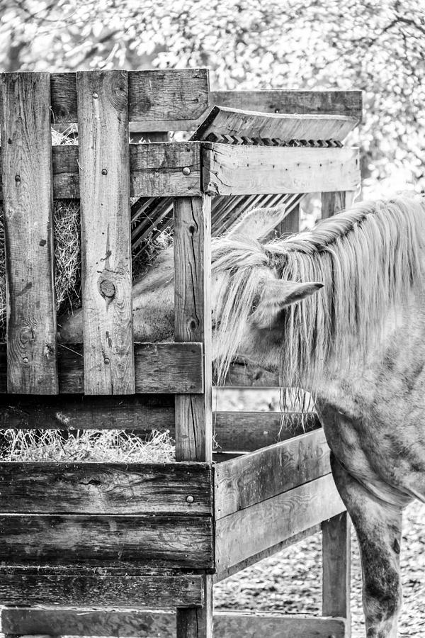 Feeding Time at the Farm Photograph by Joni Eskridge