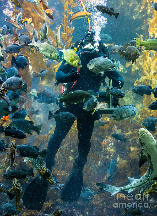 Feeding Time at the Monterey Bay Aquarium Photograph by Jerry Fornarotto