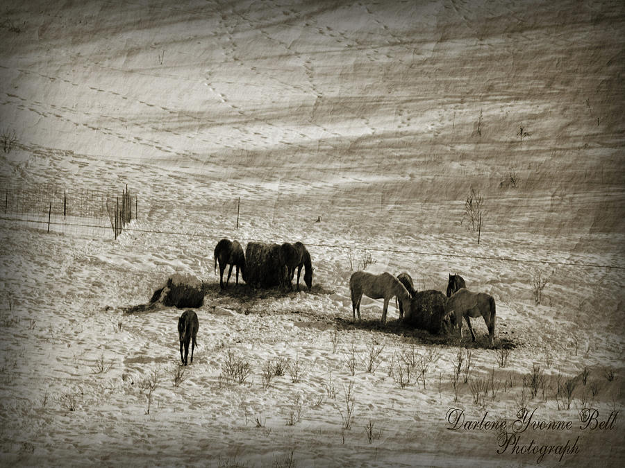 Horse Photograph - Feeding Time by Darlene Bell