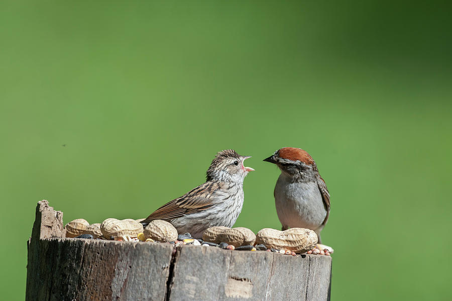 Feeding time doesnt stop even after leave the nest Photograph by Dan Friend