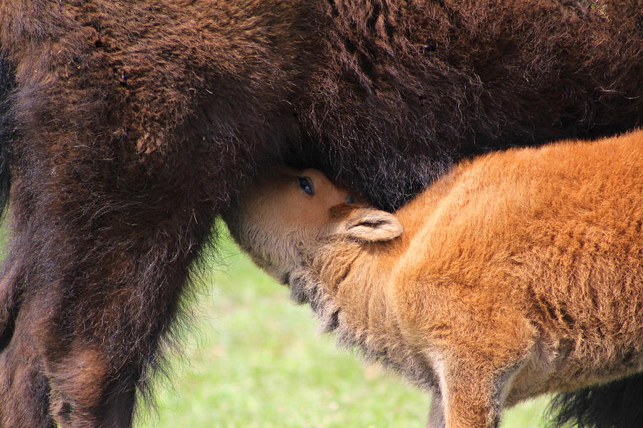 Buffalo Feeding Time Photograph
