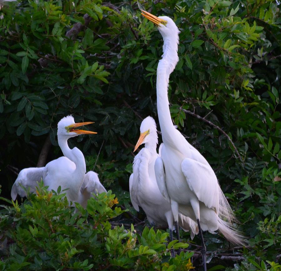 Feeding Time in the Great White Egret Rookery Photograph by Patricia Twardzik