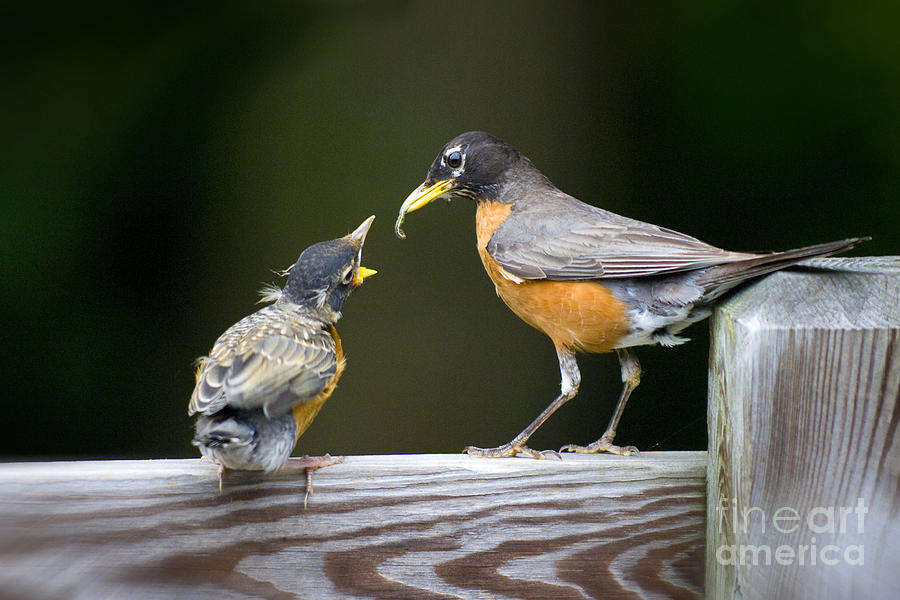 Feeding Time Photograph by Jim  Calarese