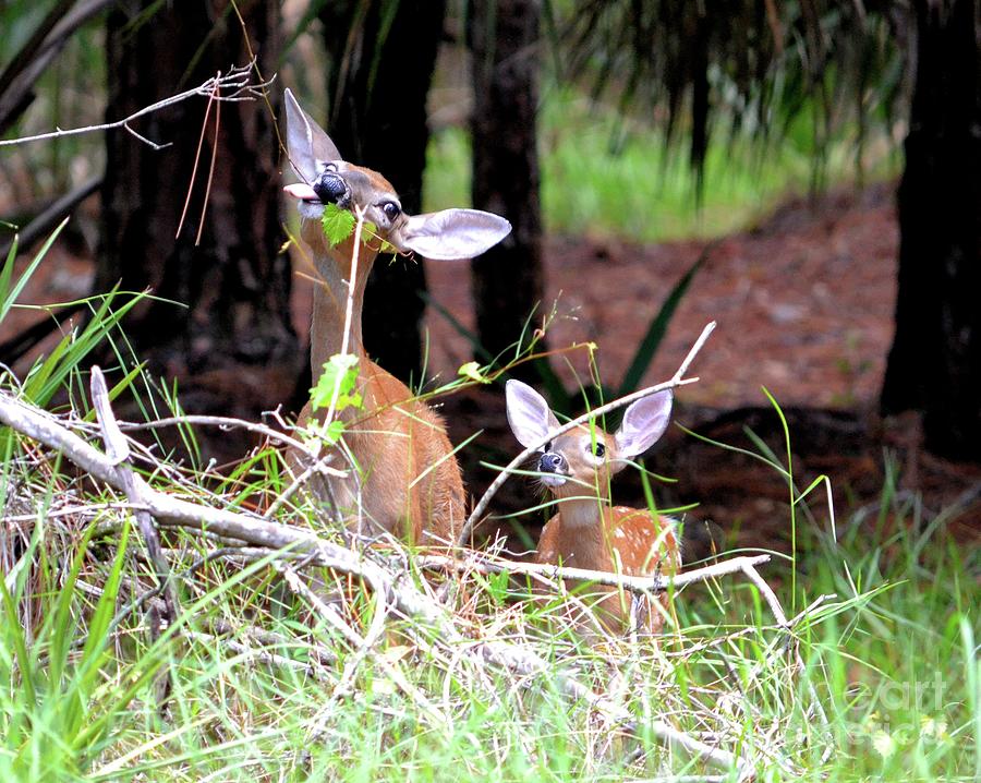 Deer Photograph - Feeding Time by Jim Lapp