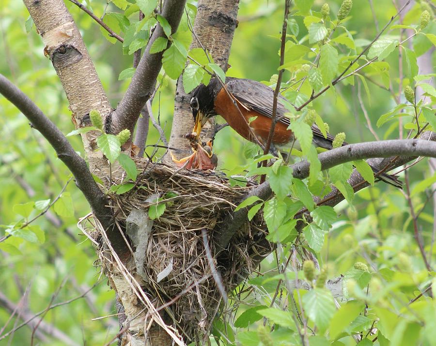 Feeding Time Photograph by Karen Silvestri Feeding Time Photograph by Karen Silvestri