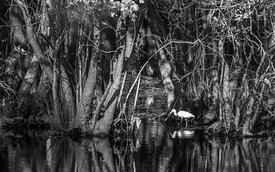 Ibis Photograph - Feeding Time by Marvin Spates
