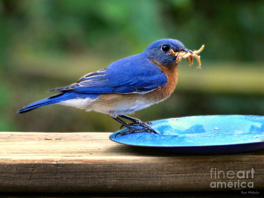 Bluebird Photograph - Feeding Time by Sue Melvin