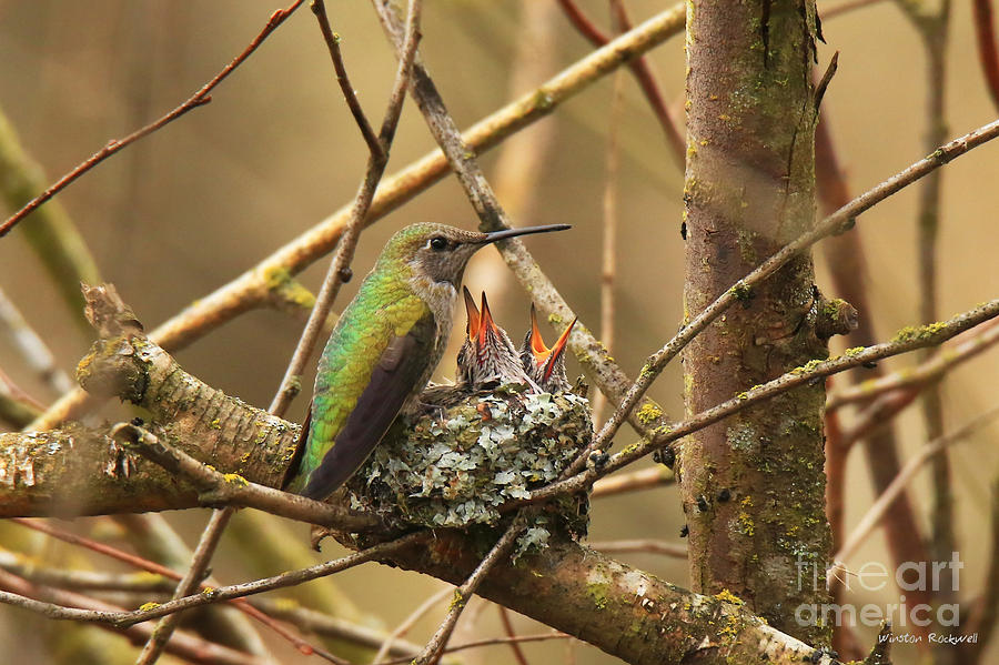 Hummingbird Photograph - Feeding time by Winston Rockwell