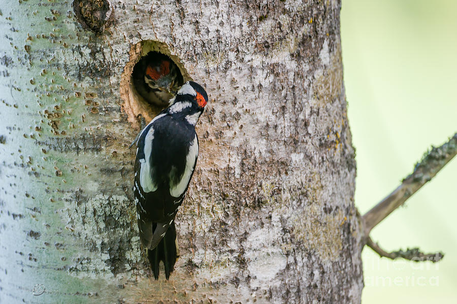 Feeding Woodpecker Photograph by Torbjorn Swenelius