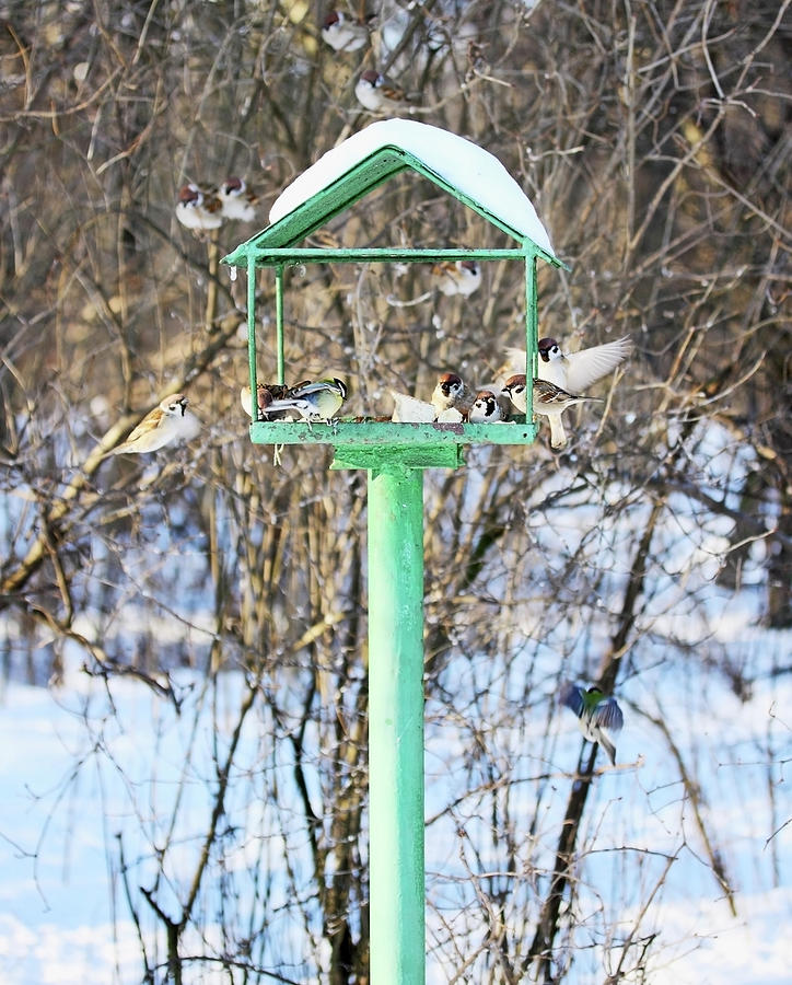 Feeding Trough For The Birds By Iuliia Malivanchuk Photograph