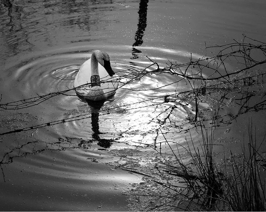 Feeding Trumpeter Swan in Black and White Photograph by Michael Dougherty