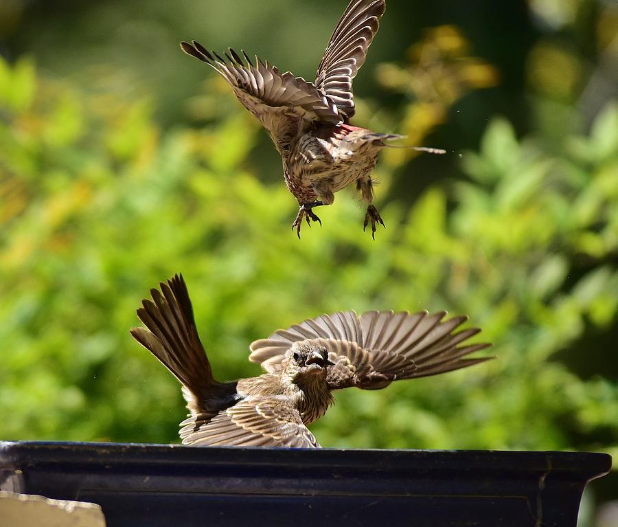 Finch Photograph - Feeding   Whoa by Linda Brody