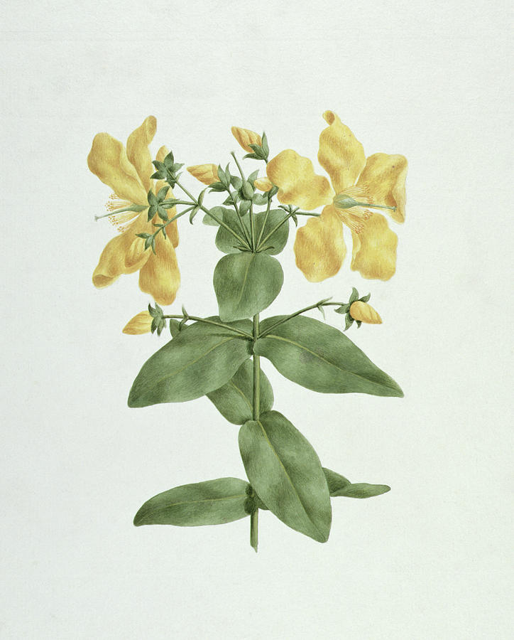 Flower Painting - Feel-Fetch - Hypericum quartinianum by James Bruce