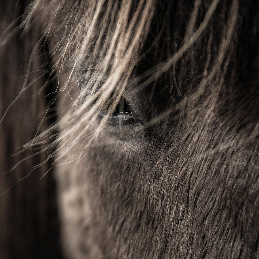 Horse Photograph - Feel My Breath II by Tim Booth