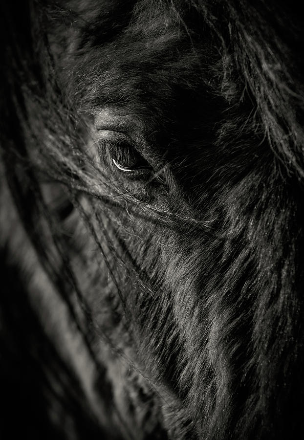 Horse Photograph - Feel My Breath IV by Tim Booth