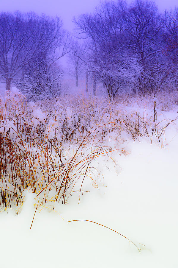 Feel of Cold Land Digital Art by Judith Barath