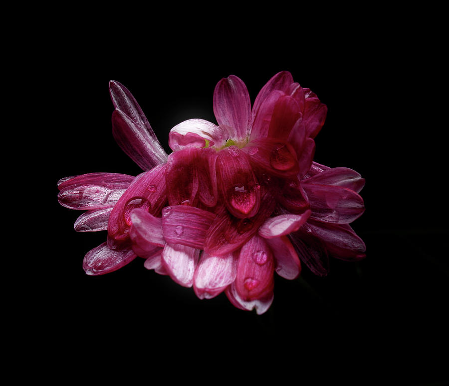 Flower Photograph - Feeling #003 by Alexander Svetlov