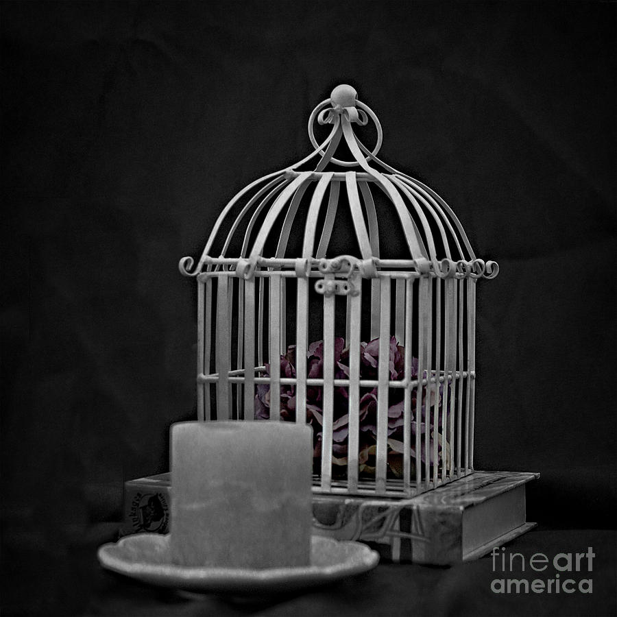 Still Life Photograph - Feeling Caged In by Sherry Hallemeier