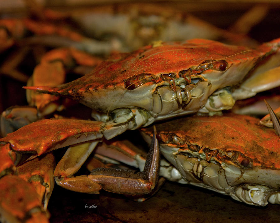 Blue Crab Photograph - Feeling Crabby by Betsy Knapp