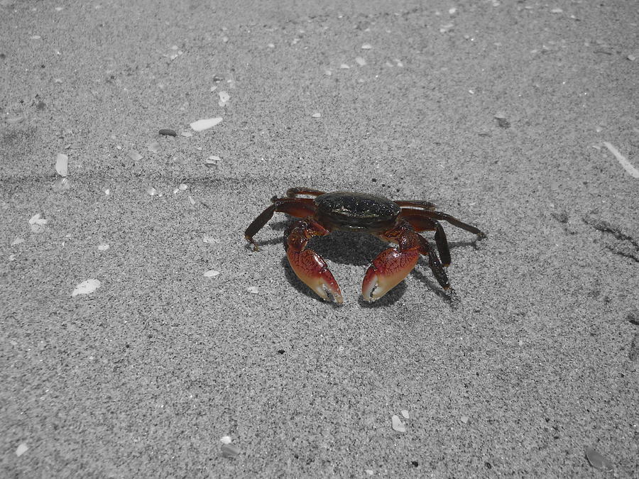 Feeling Crabby Photograph by Colleen Cornelius