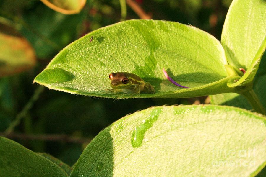 Nature Photograph - Feeling Froggie by Maria Young