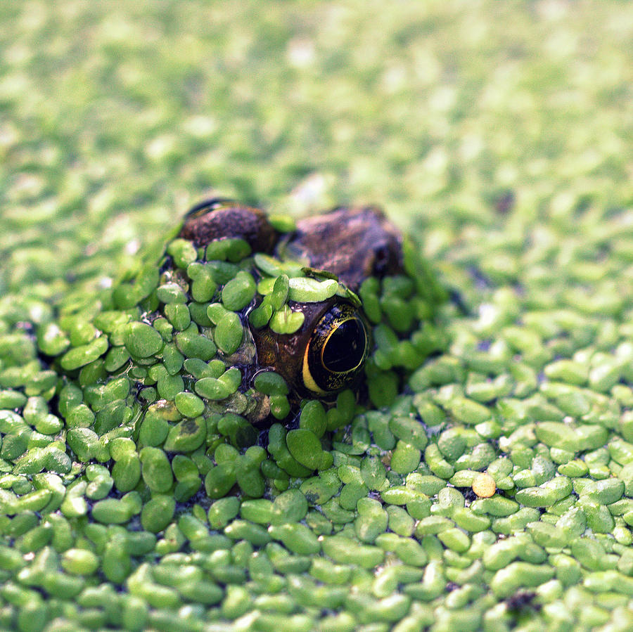 Feeling Froggy Photograph by Joseph Skompski