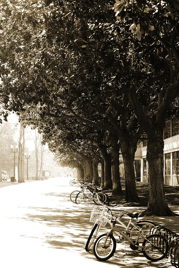 Tree Photograph - Feeling Nostalgic by April Reppucci