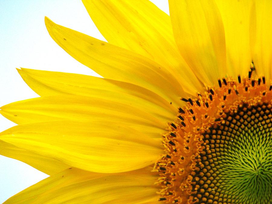 Sunflower Photograph - Feeling Sunny by Angela Davies