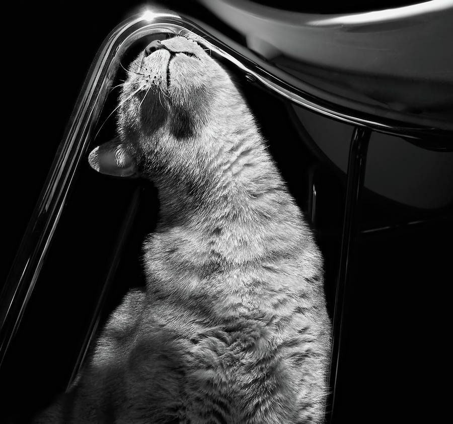 Black And White Photograph - Feels So Good by Nikolyn McDonald