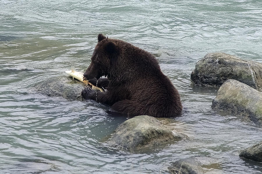 Feasting Bear Photograph by Richard J Cassato