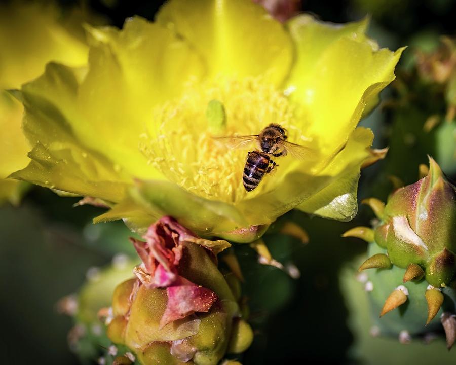 Texas Cactus Bloom With Bee 3 Photograph by Harriet Feagin