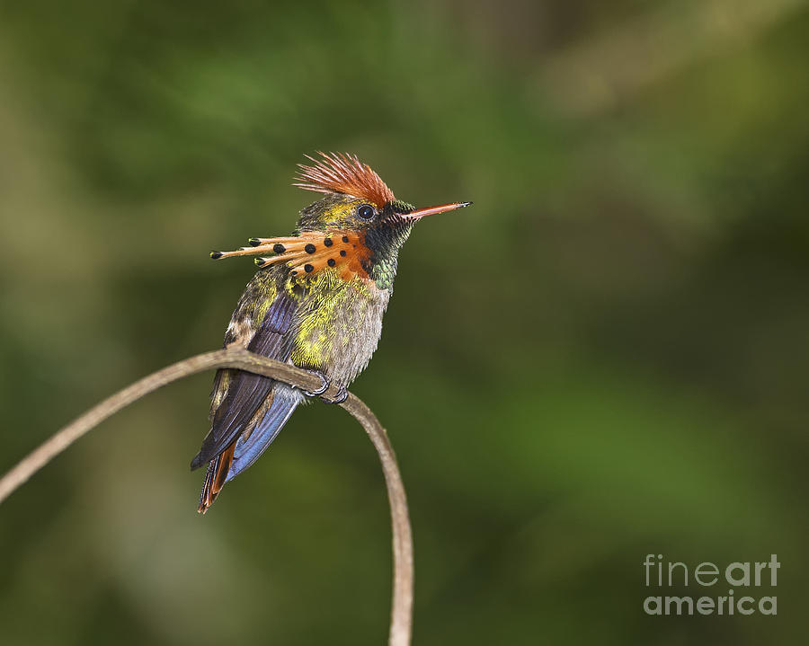 Hummingbird Photograph - Feisty Little Fellow..  by Nina Stavlund