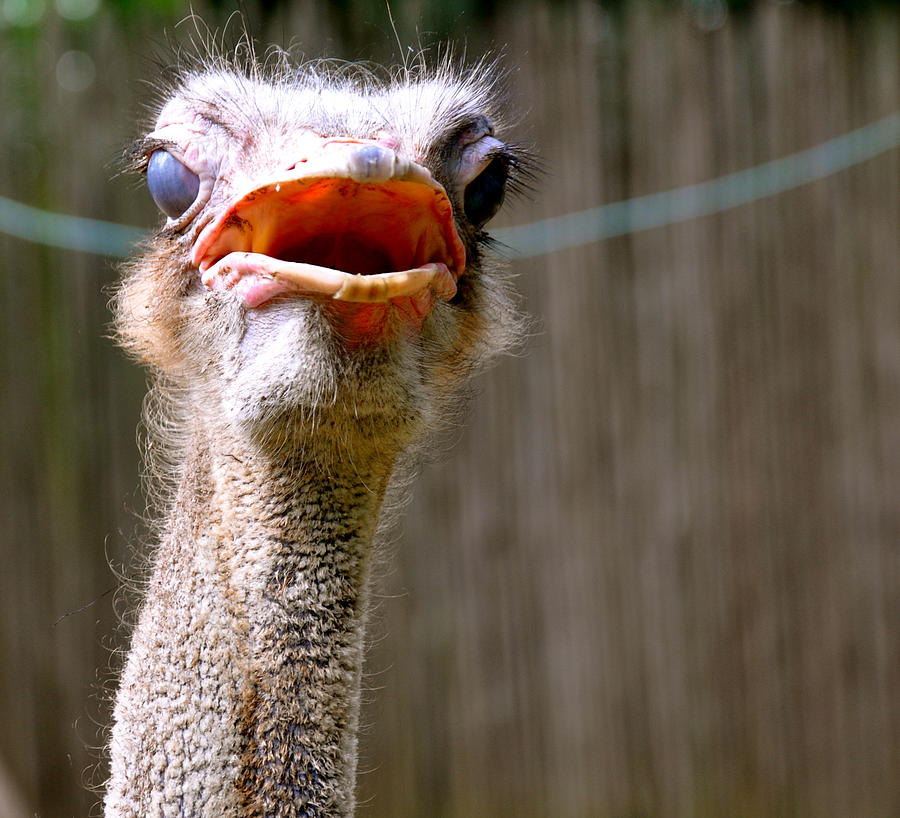 Ostrich Photograph - Feisty Ostrich by Caroline Reyes-Loughrey