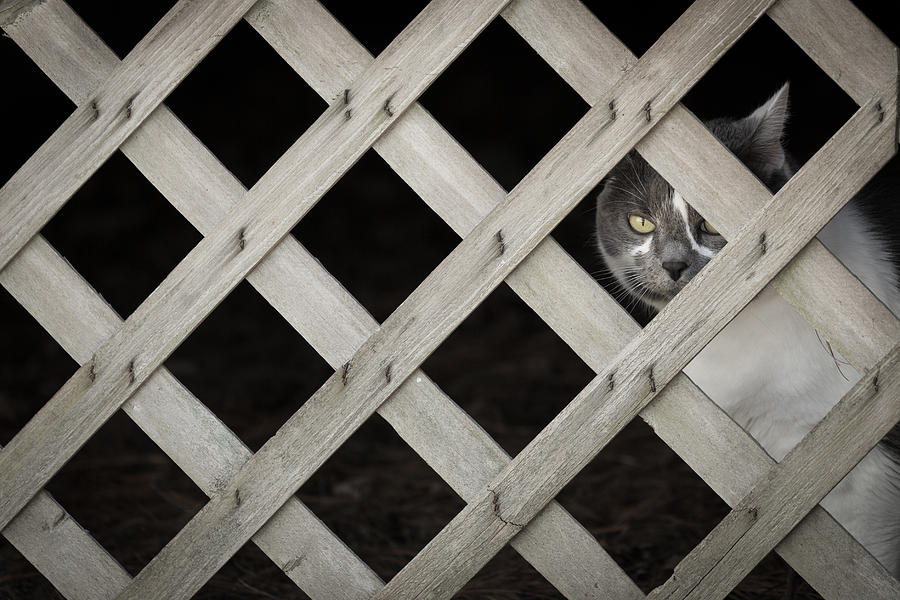 Feline Fence Photograph by Brian Hale