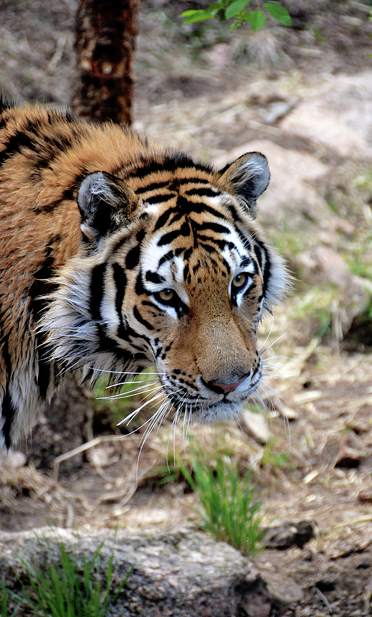 Tiger Photograph - Feline Focus by Angelina Tamez
