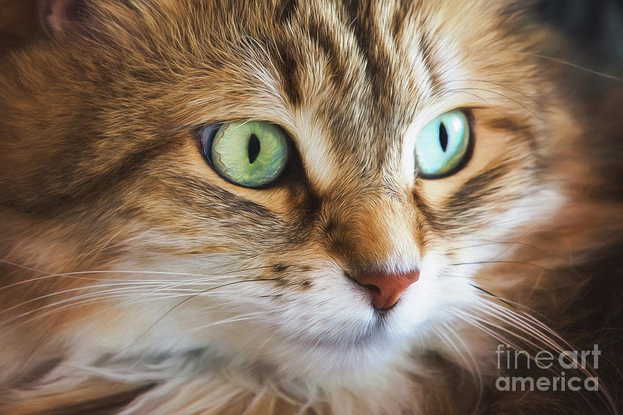 Feline Focused Intensity Digital Art by Sharon McConnell