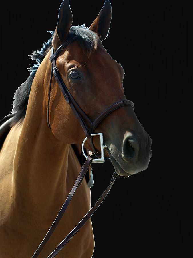 Thoroughbred Painting - Felix The Cat by Kim Thoroughbred Painting - Felix The Cat by Kim