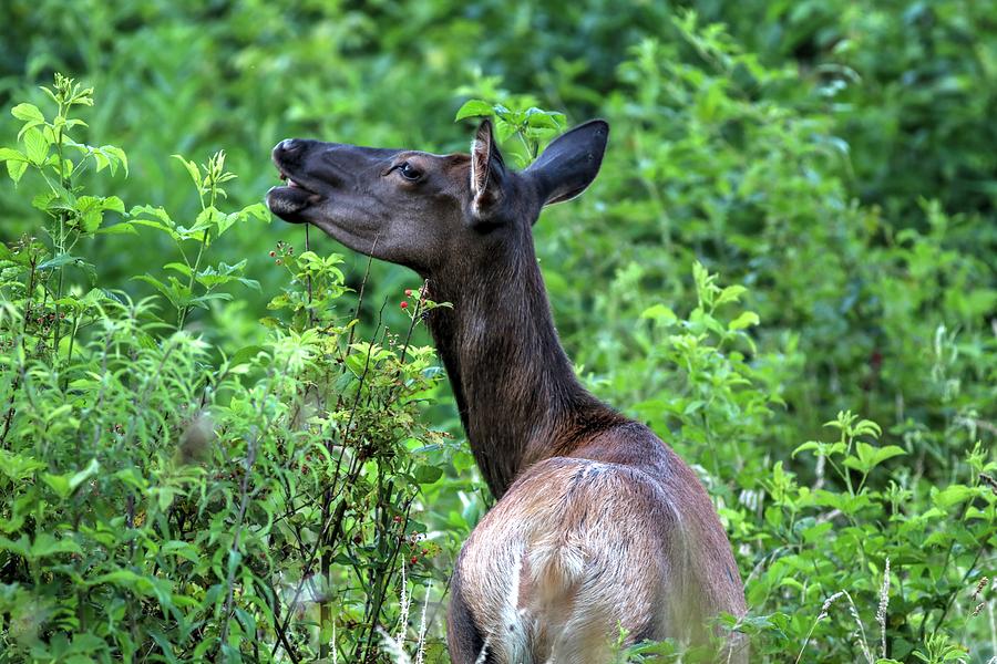Female Elk Enjoys The Wild Blackberries Photograph by Carol Montoya