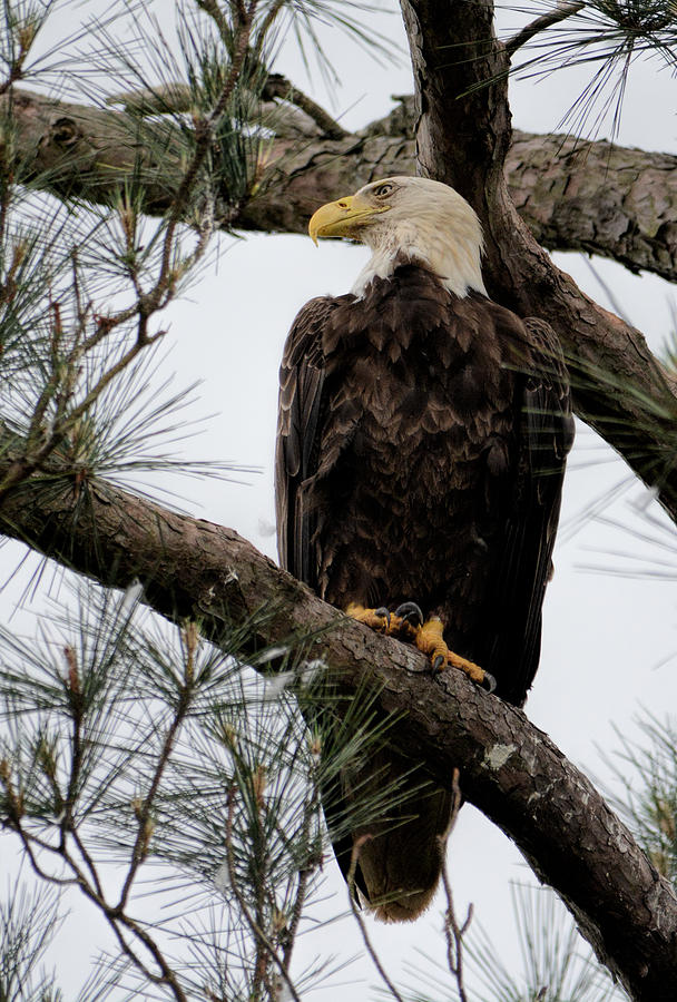 Female Adult Bald Eagle In Shiloh Tennessee 052120152481 Photograph